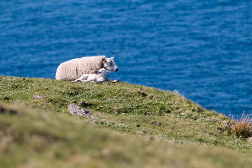 North Coast 500 - moutons