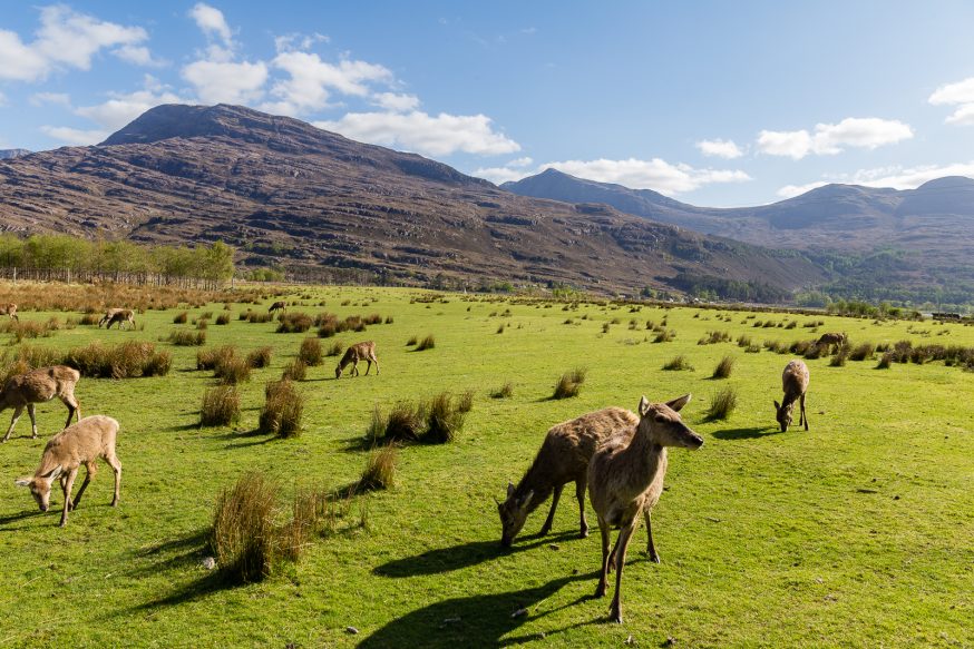 North-Coast-500-Torridon-31